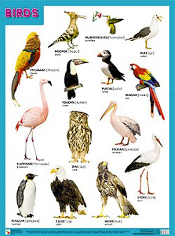 Плакаты (англ). OISEAUX (Птицы)