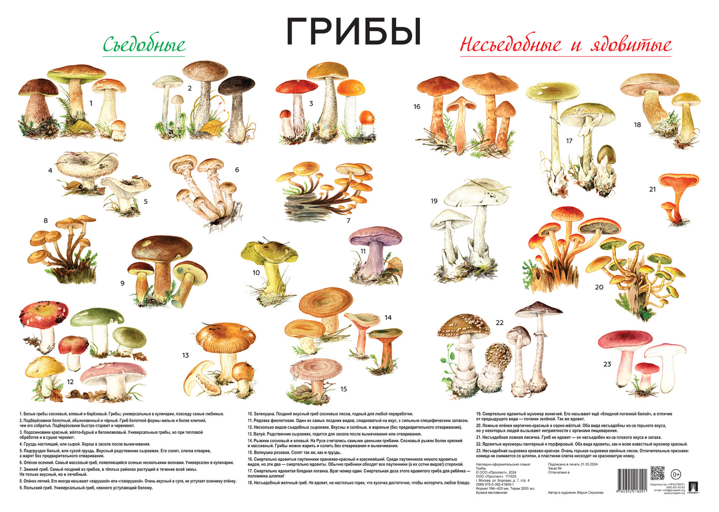 Грибы. Наглядно-оформительский плакат.-М.:Проспект,2024. Plaque A2.