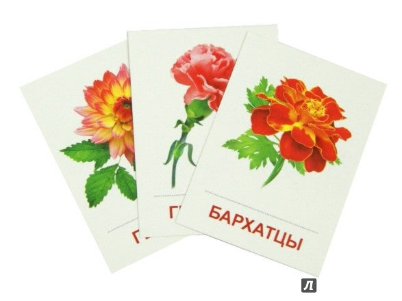 Демонстрационные картинки супер Цветы садовые. 16 sections de la carte avec le texte