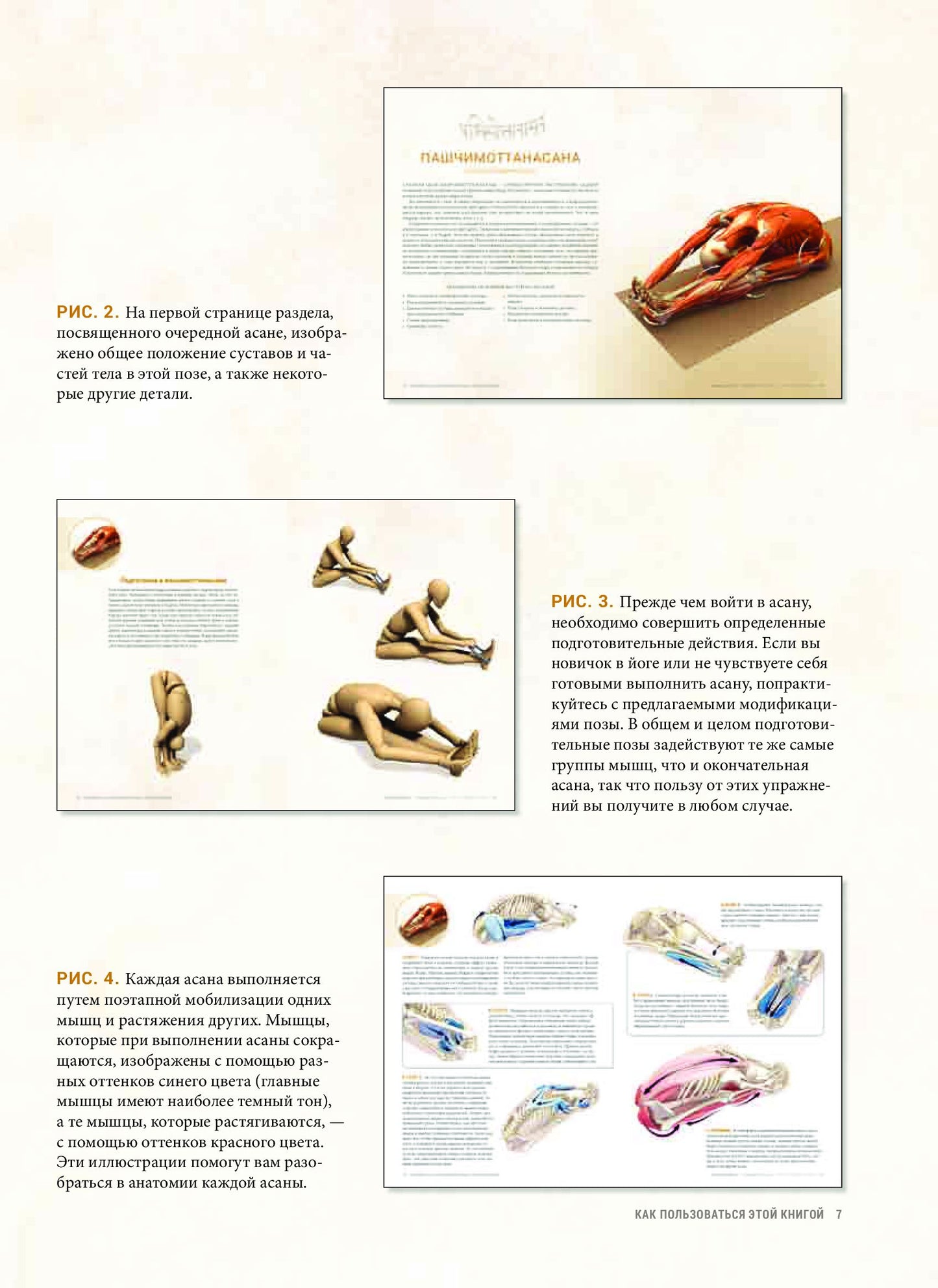Анатомия асан, раскрывающих бедра, и наклонов вперед