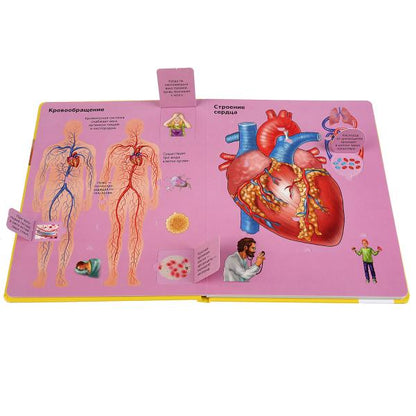 "УМКА". ТЕЛО ЧЕЛОВЕКА. 100 ОКОШЕК ДЛЯ МАЛЫШЕЙ. ФОРМАТ: 222Х282 ММ. ОБЪЕМ: 12 КАРТ. СТР. dans le cor.12шт