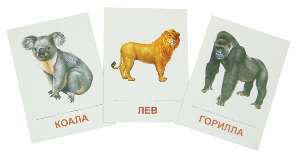 Раздат. карточки "Животные жарких стран" (63х87мм)