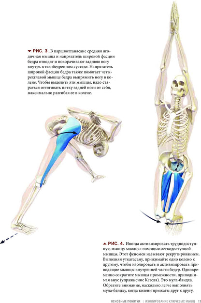 Анатомия виньяса-флоу и асан, выполняемых стоя