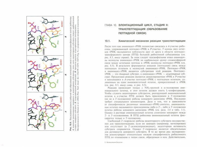 Biologie moléculaire. Ribosomos et biosynthèses blanches : Il est possible de le faire. 2-e jour