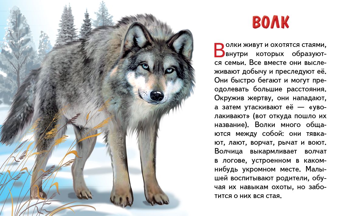 Cartes. Животные России ; Cartes. Животные России