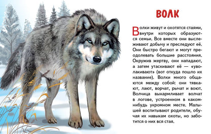 Cartes. Животные России ; Cartes. Животные России