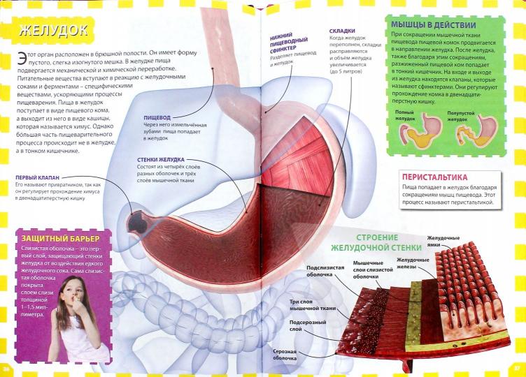 Тело человека. Популярная детская энциклопедия.