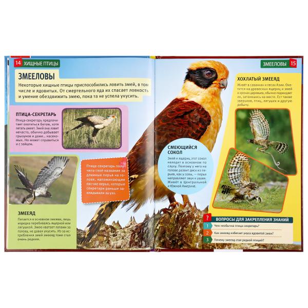 Хищные птицы. (Энциклопедия А4 с развивающими заданиями). 197х255мм. 48 стр. Умка в кор.15шт