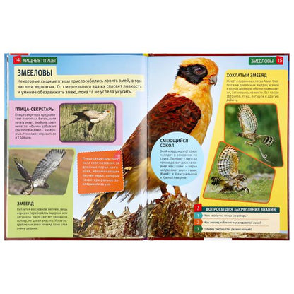 Хищные птицы. (Энциклопедия А4 с развивающими заданиями). 197х255мм. 48 стр. Умка в кор.15шт
