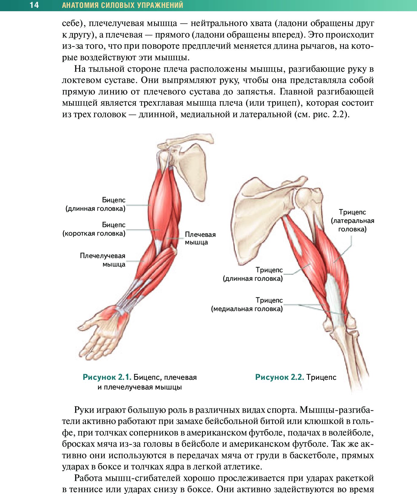 Caractéristiques de l'anatomie du corps avec utilisation dans le cadre de la gestion de votre entreprise