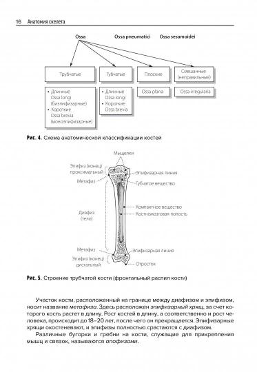 Анатомия скелета: Учебное пособие. Козлов В.И.