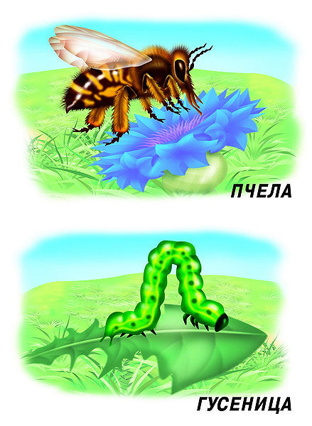 Игра Насекомые (Весна-дизайн)