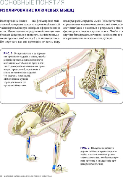 Анатомия балансов на руках и перевернутых поз