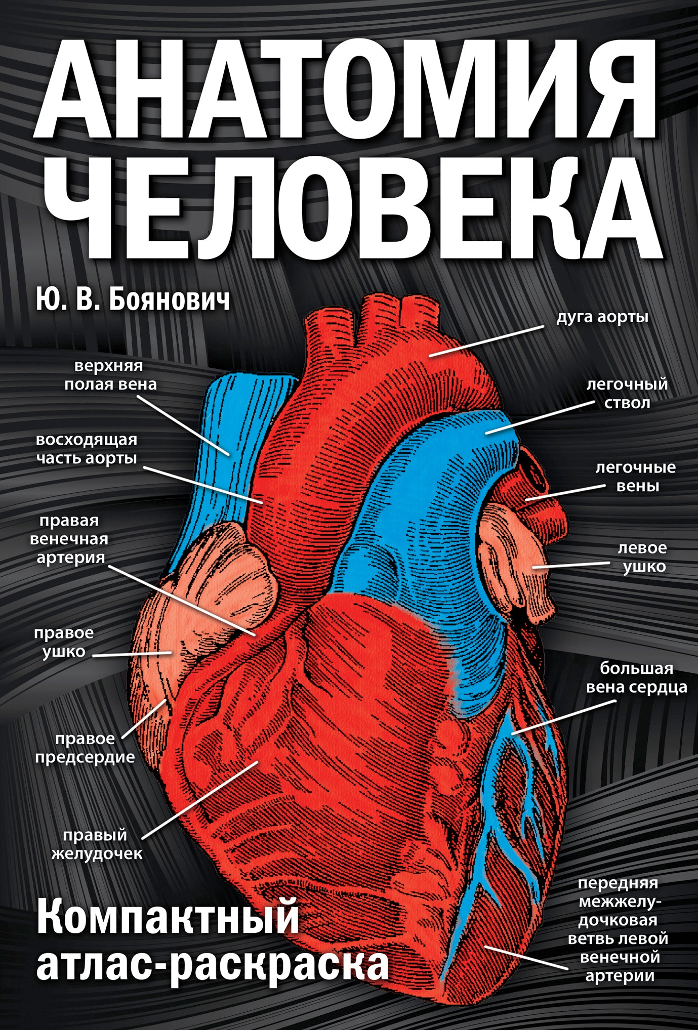 Анатомия человека: компактный атлас-раскраска