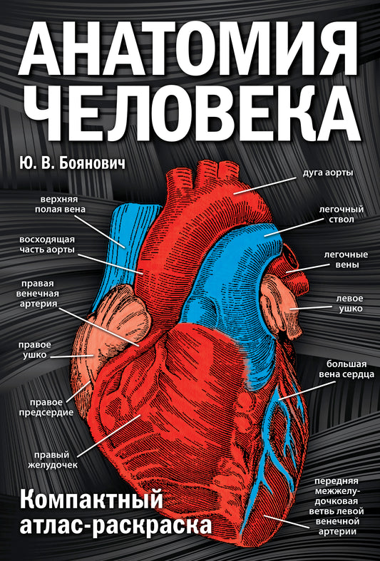 Анатомия человека: компактный атлас-раскраска