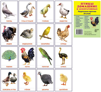 Démonstration de cartes de la SУПЕР Maison et décoration.16 parties de cartes avec texte