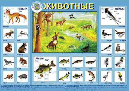 Животные