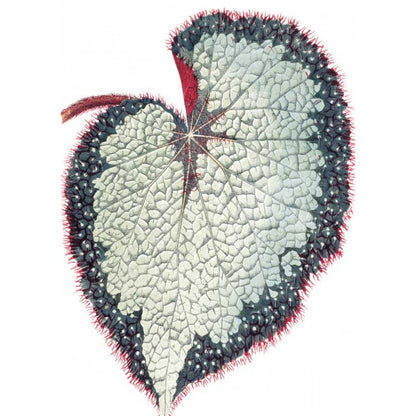 Растения с цветными листьями