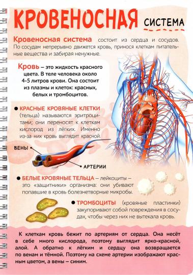 Энциклопедия с прозрачными страницами «Моё тело», 32 стр.