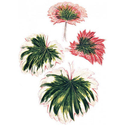 Растения с цветными листьями