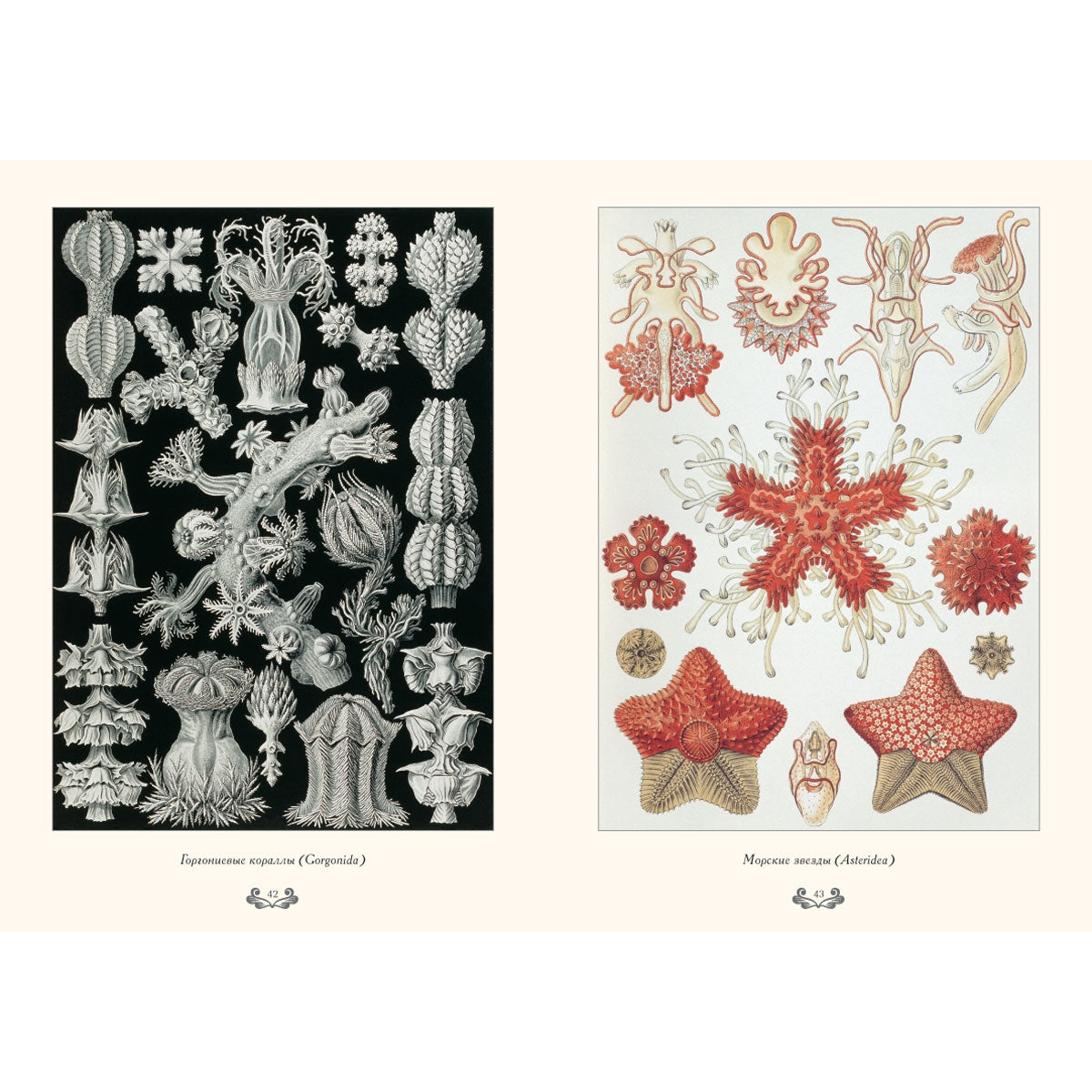 Красота форм в природе. иллюстрации Э. Геккель