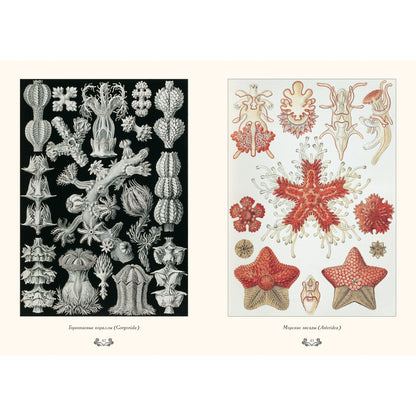Красота форм в природе. иллюстрации Э. Геккель