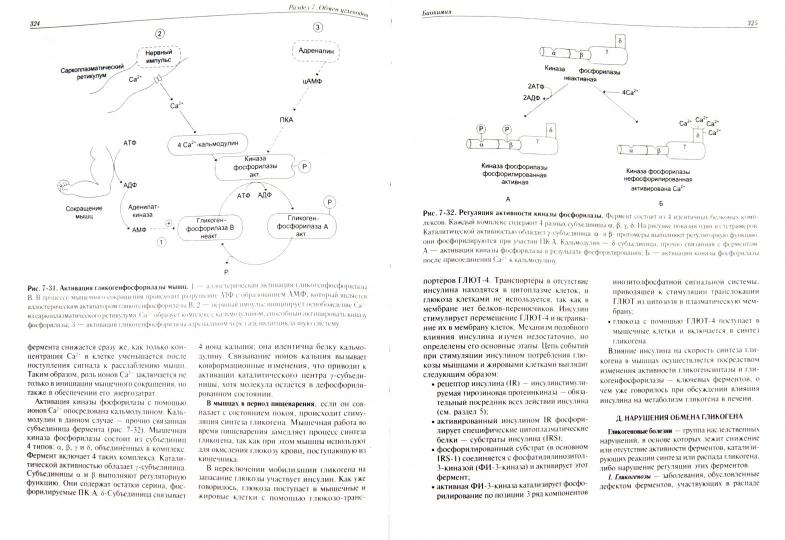 Биохимия. 5-е изд. испр. и доп.