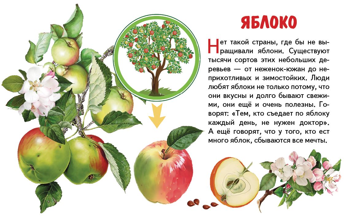 Карточки. Фрукты ; Карточки. Фрукты