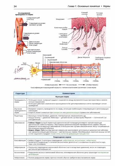 Anatomie orthopédique de Nettera