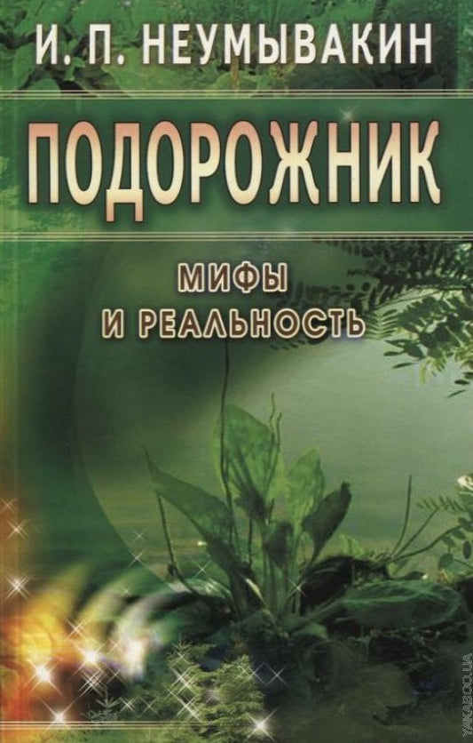 Подорожник: мифы и реальность