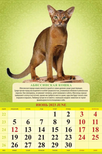 Calendrier "Породы кошек" pour 2024. Panneau avec cadre (320*480 mm) 6 listes