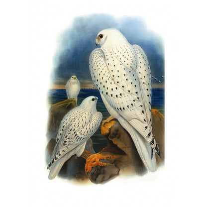 Птицы Европы