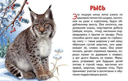 Cartes. Животные России ; Cartes. Животные России