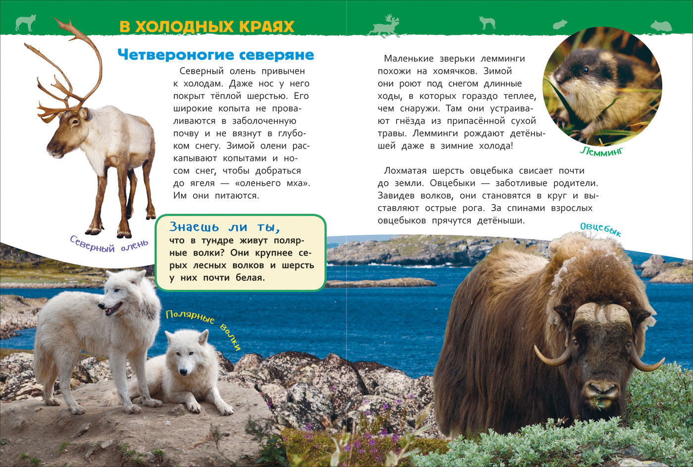 Животные России (Энциклопедия для детского сада)