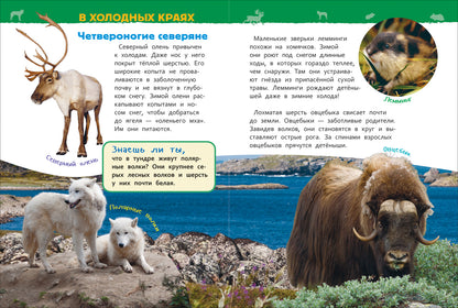 Животные России (Энциклопедия для детского сада)