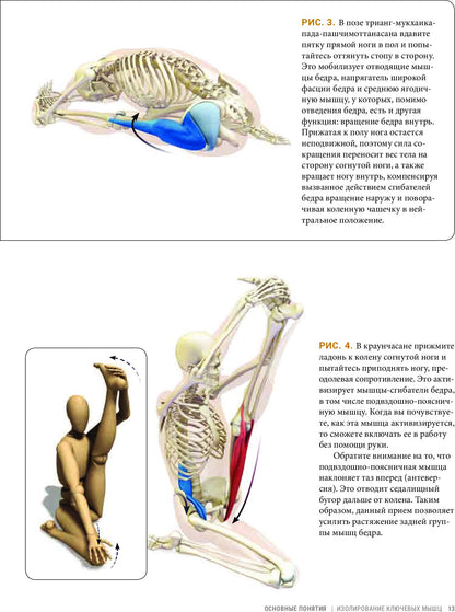 Анатомия асан, раскрывающих бедра, и наклонов вперед