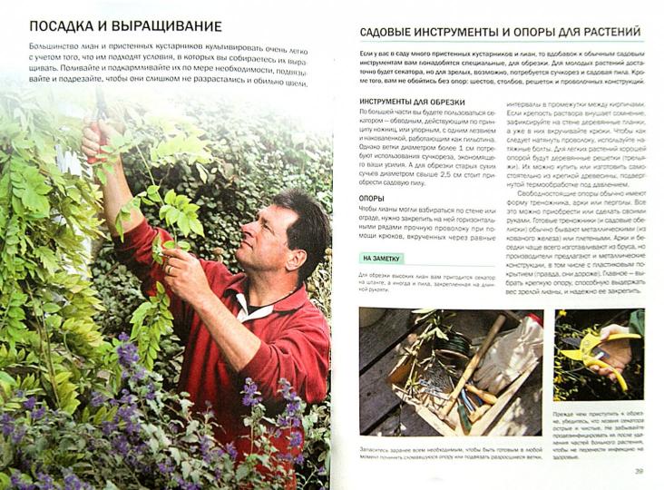 Декоративные растения