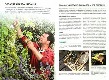 Декоративные растения