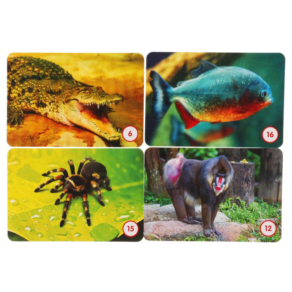 Джунгли. МЕМО. Jeu de cartes. Тренируем память. 50 cartes. 170х125х40 mm. Умные игры в кор.50шт