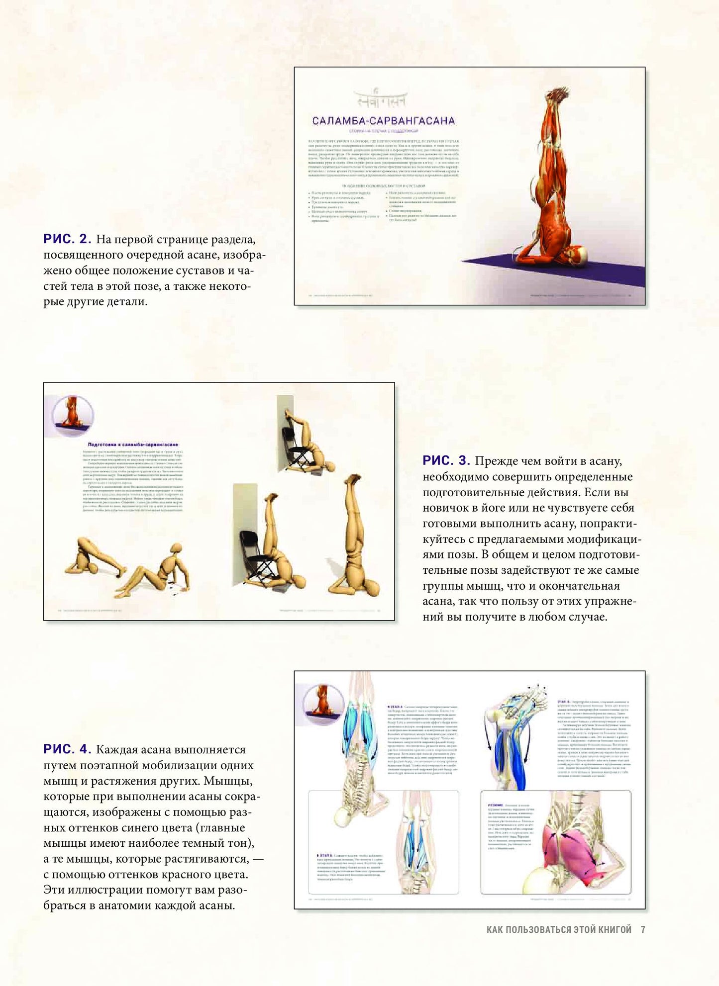 Анатомия балансов на руках и перевернутых поз