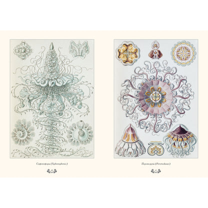 Красота форм в природе. иллюстрации Э. Геккель