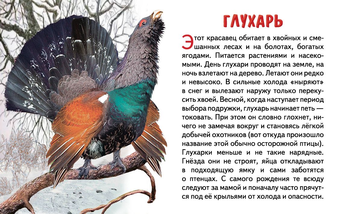 Cartes. Зимующие птицы России ; Cartes. Зимующие птицы России