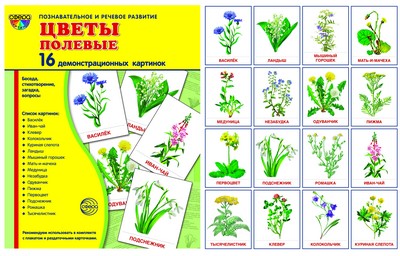 Демонстр. картинки "Цветы полевые" (173х220мм)