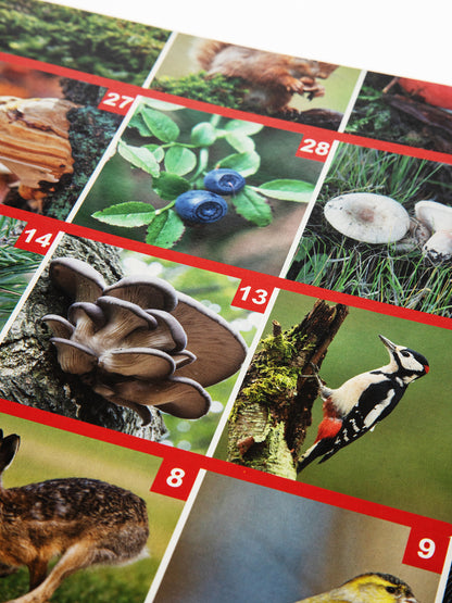 Игра настольная ходилка ФОТОвикторина "Прогулка по лесу"