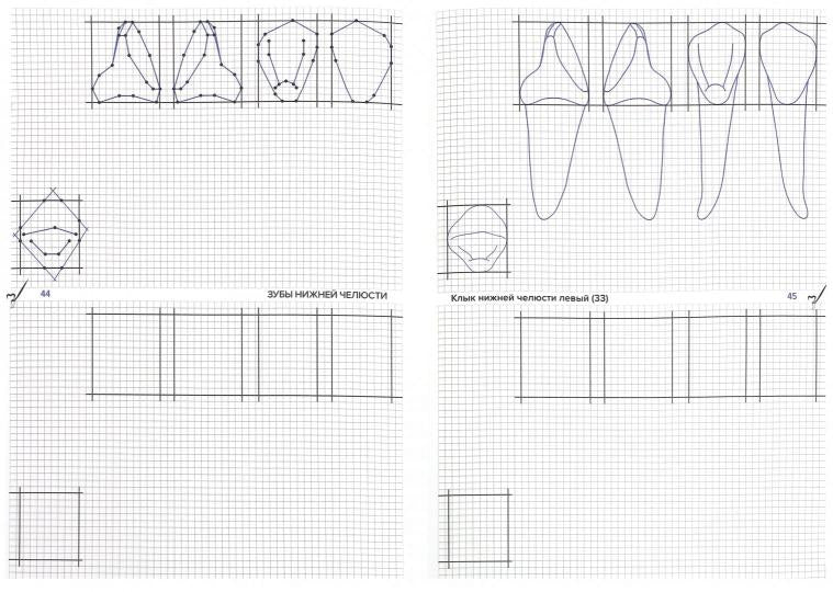Схематическое изображение контуров зубов. Рабочая тетрадь: Учебно-методическое пособие. Арутюнов С.Д., Даов А.Н.