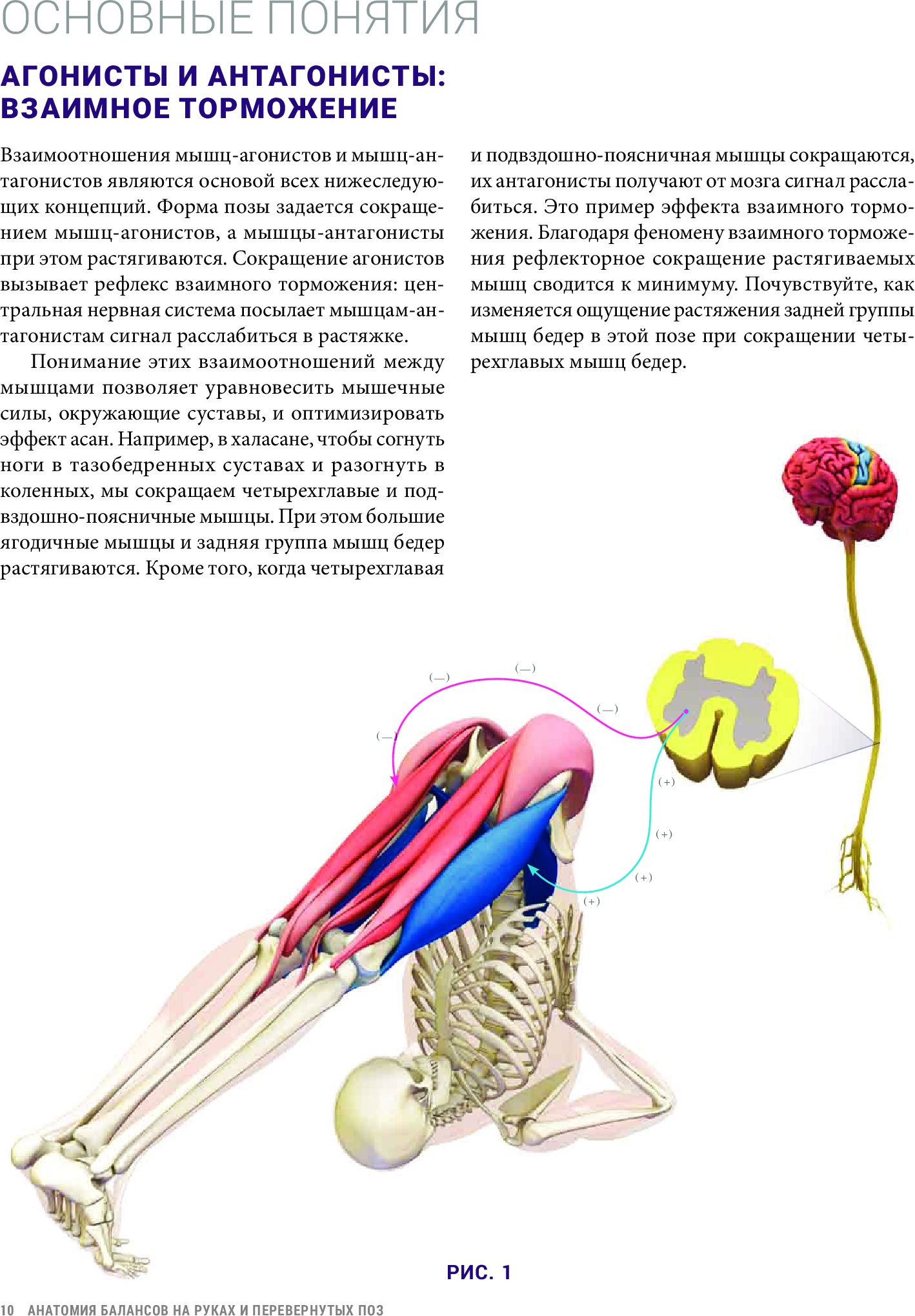 Анатомия балансов на руках и перевернутых поз