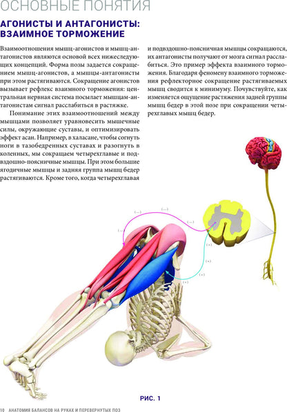 Анатомия балансов на руках и перевернутых поз