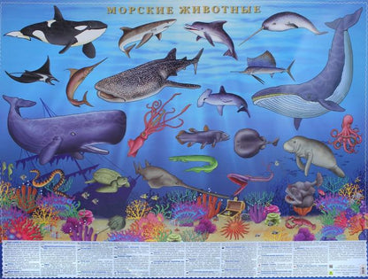 Морские животные. Цифры и факты.