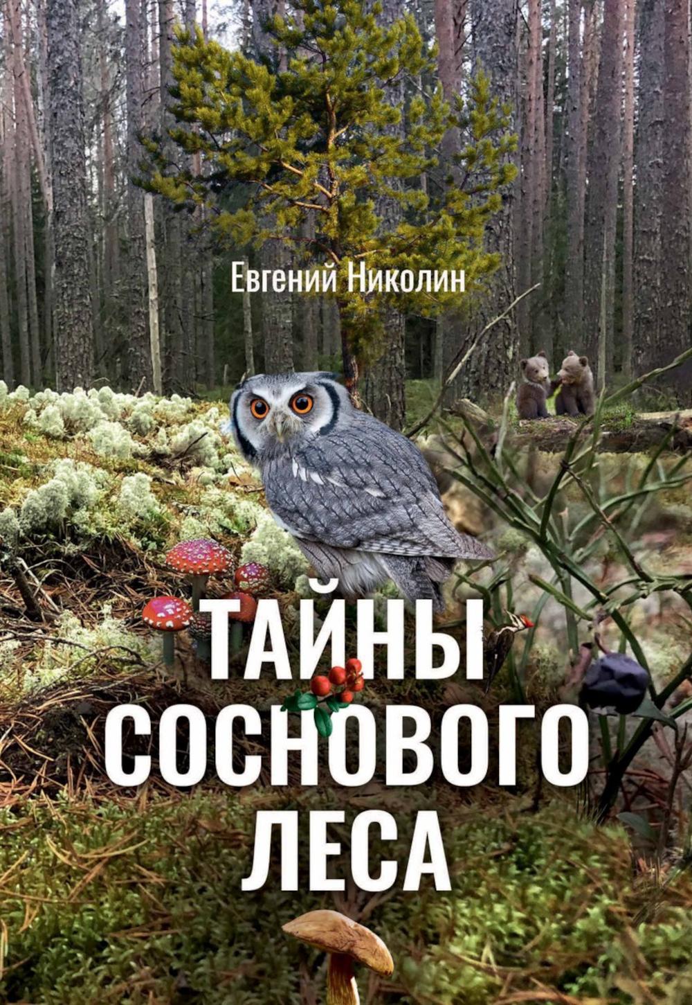 Тайны соснового леса
