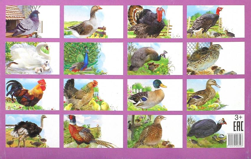 Cartes. Домашние птицы ; Cartes. Домашние птицы